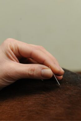 Acupuncture Vétérinaire