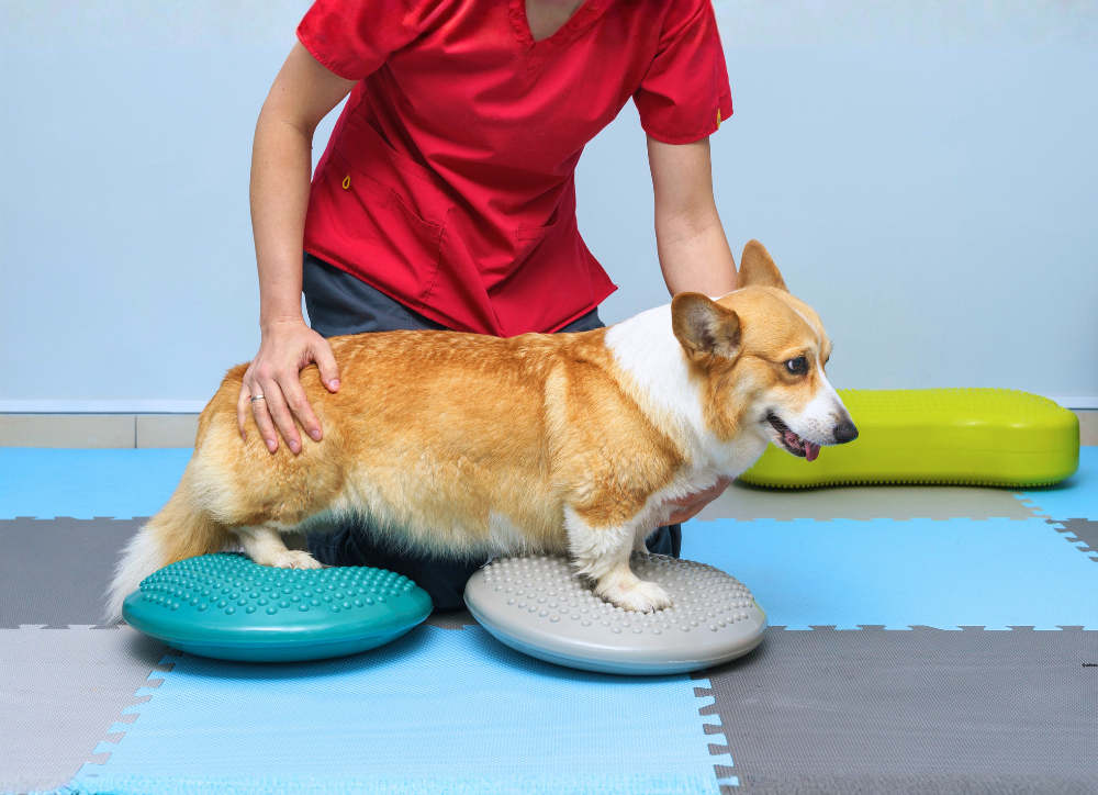 Physiothérapie vétérinaire au Québec