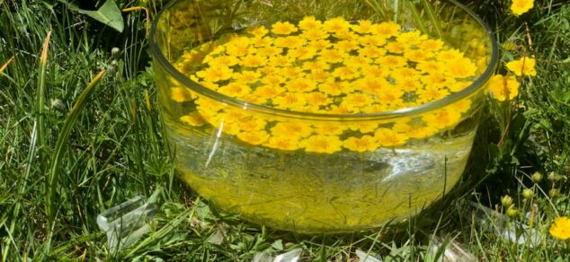 Florathérapie vétérinaire